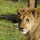 Zoo Dvorec se specializuje na velké kočkovité šelmy